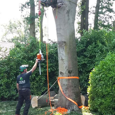 Boom snoeien moeilijk bereikbare plek