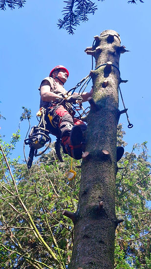 Demonteren dennenboom