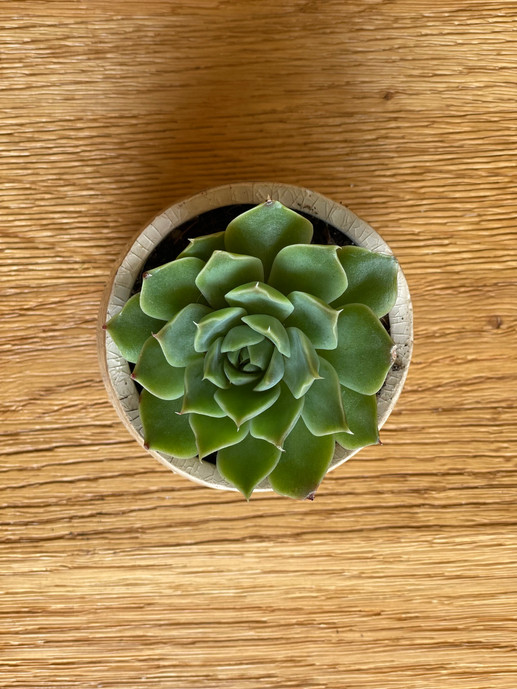 Succulents
