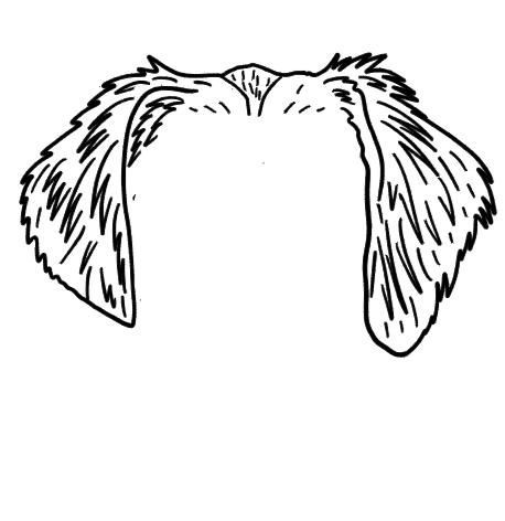 Thumbnail: OTC-665 Brittany Spaniel Ears