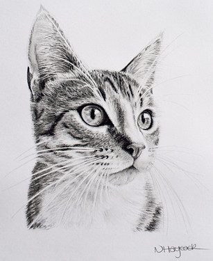 Natalie's recent detailed charcoal commission of a cat