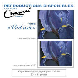 VIOLACÉE