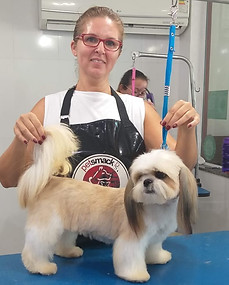 Curso de banho e tosa Região dos Lagos