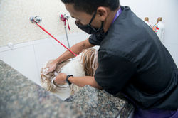 massagem dos pelos de cães