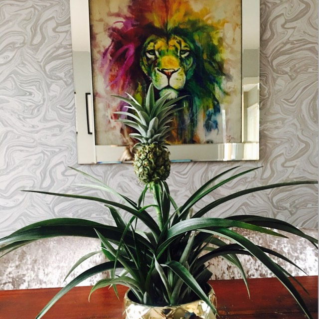 Cure Snoring with ASDA miracle Pineapple plant.