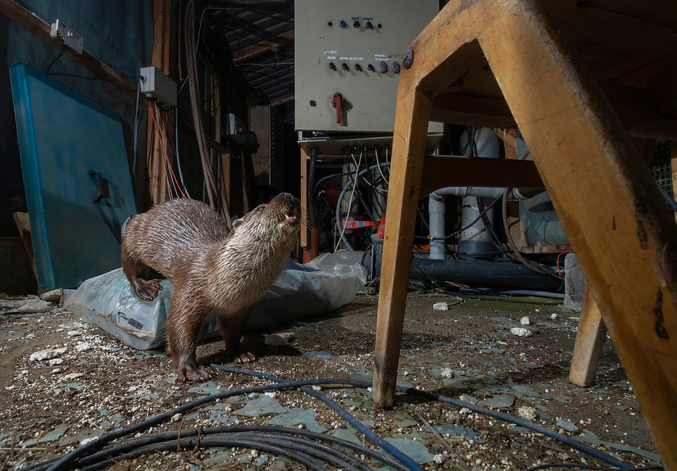 Shetland, otters, wildlife guide James Rogerson.