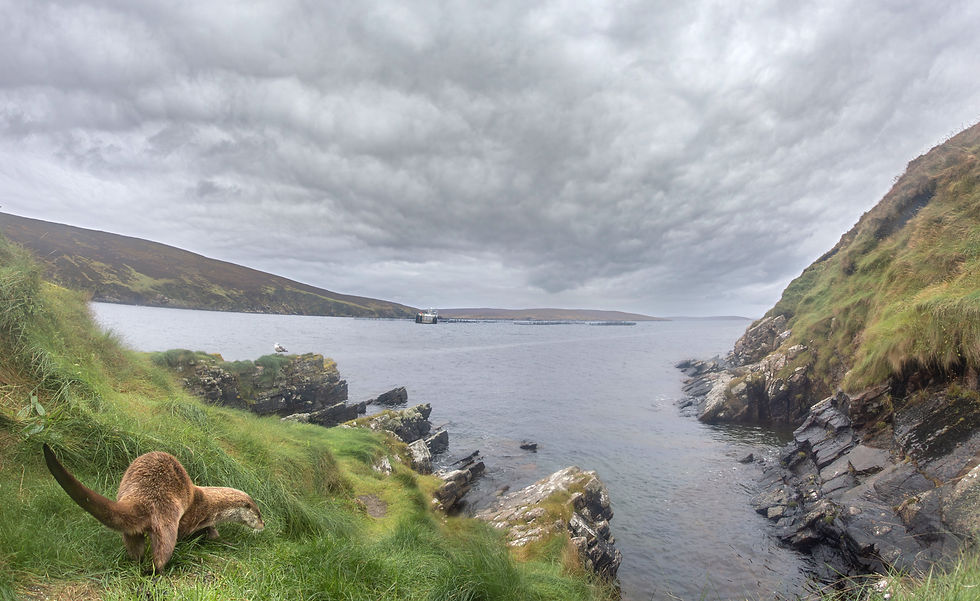 A Shetland otter depositing at a coastal spraint site. Grassy promontories like this are a common choice.