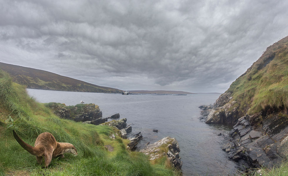 Shetland, otters, wildlife guide James Rogerson.