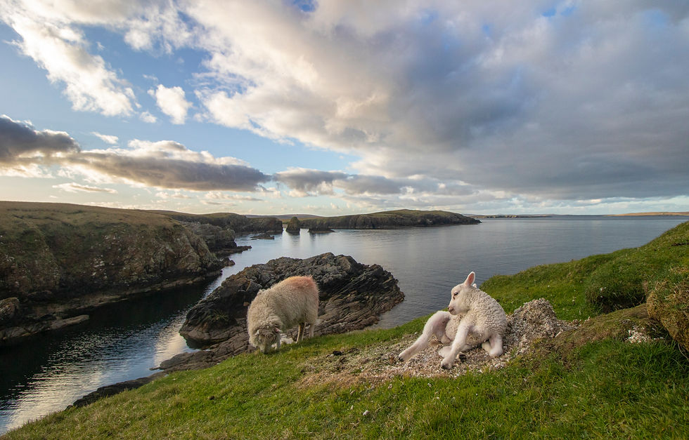 Shetland, otters, wildlife guide James Rogerson.