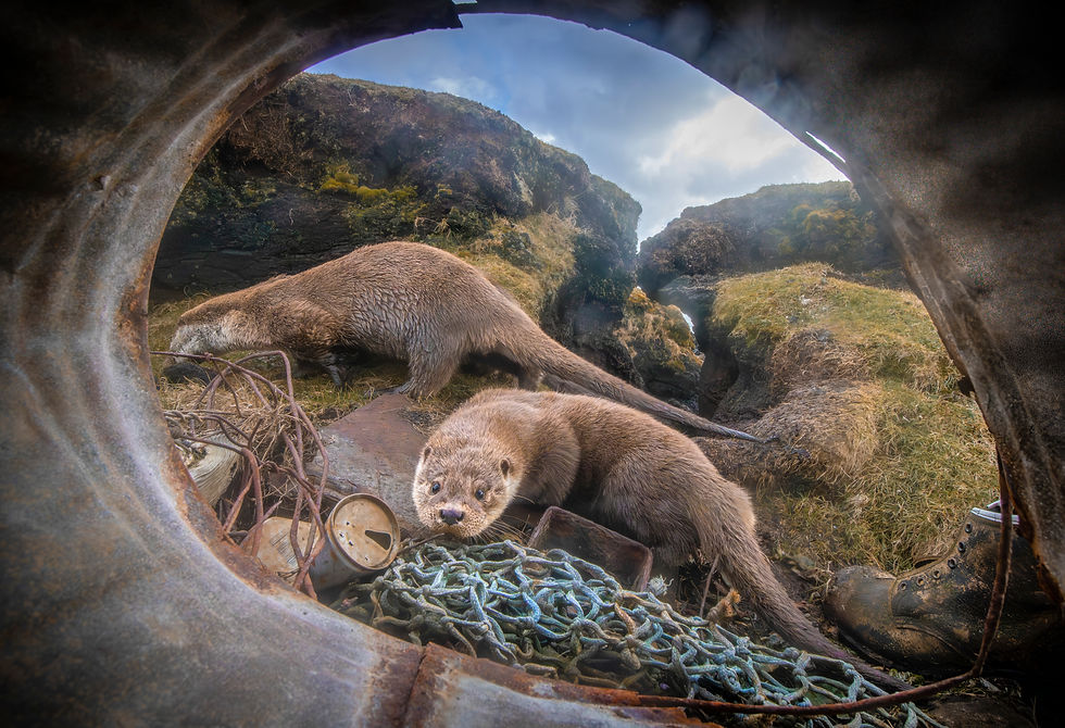Shetland otters by camera trap.