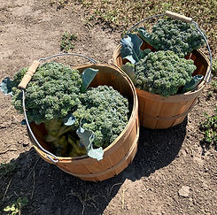 Broccoli.jpg