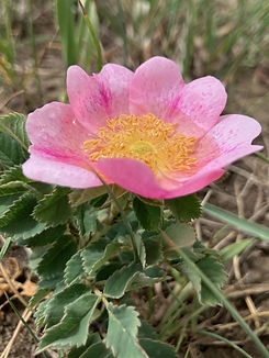 Wild Rose.jpg