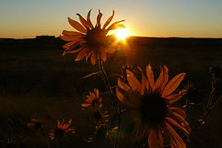 Sunflower sunset 2.JPG