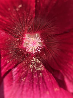 Hollyhock Center.jpg