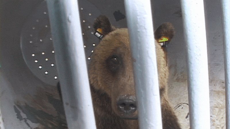 BEAR71_800_final.gif