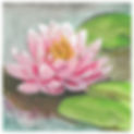 lotus.jpg
