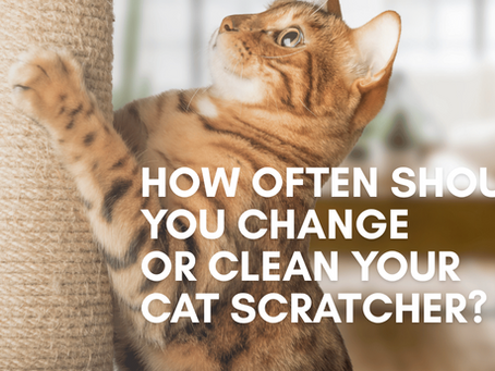 cat scratching a sisal scratcher with text that reads: How often should you change or clean your cat scratcher?
