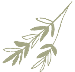 Junafied BRANDING.png