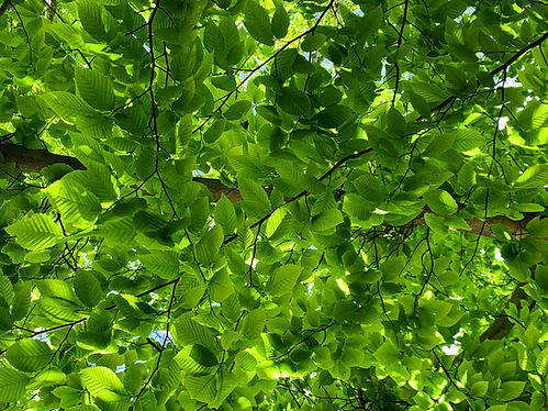 IMG_7810_edited_edited_edited.jpg