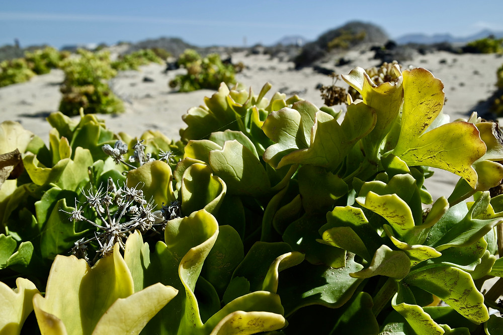 Découvrir Fuerteventura et les dunes de Corralejo