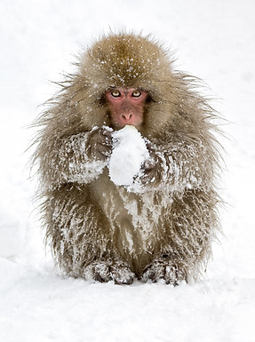 Japanese macaque