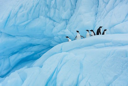 Adélie penguins