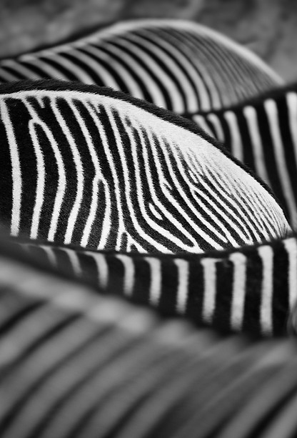 Zebras