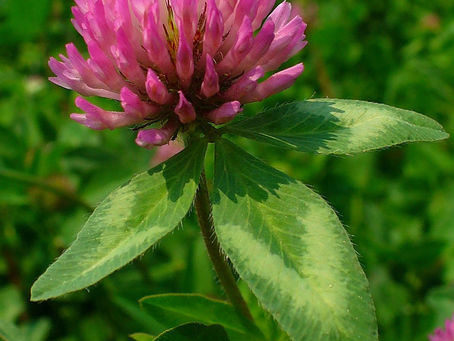 The Sensual, Womb-Nourishing, and Hormone-Balancing Magic of Red Clover Tea