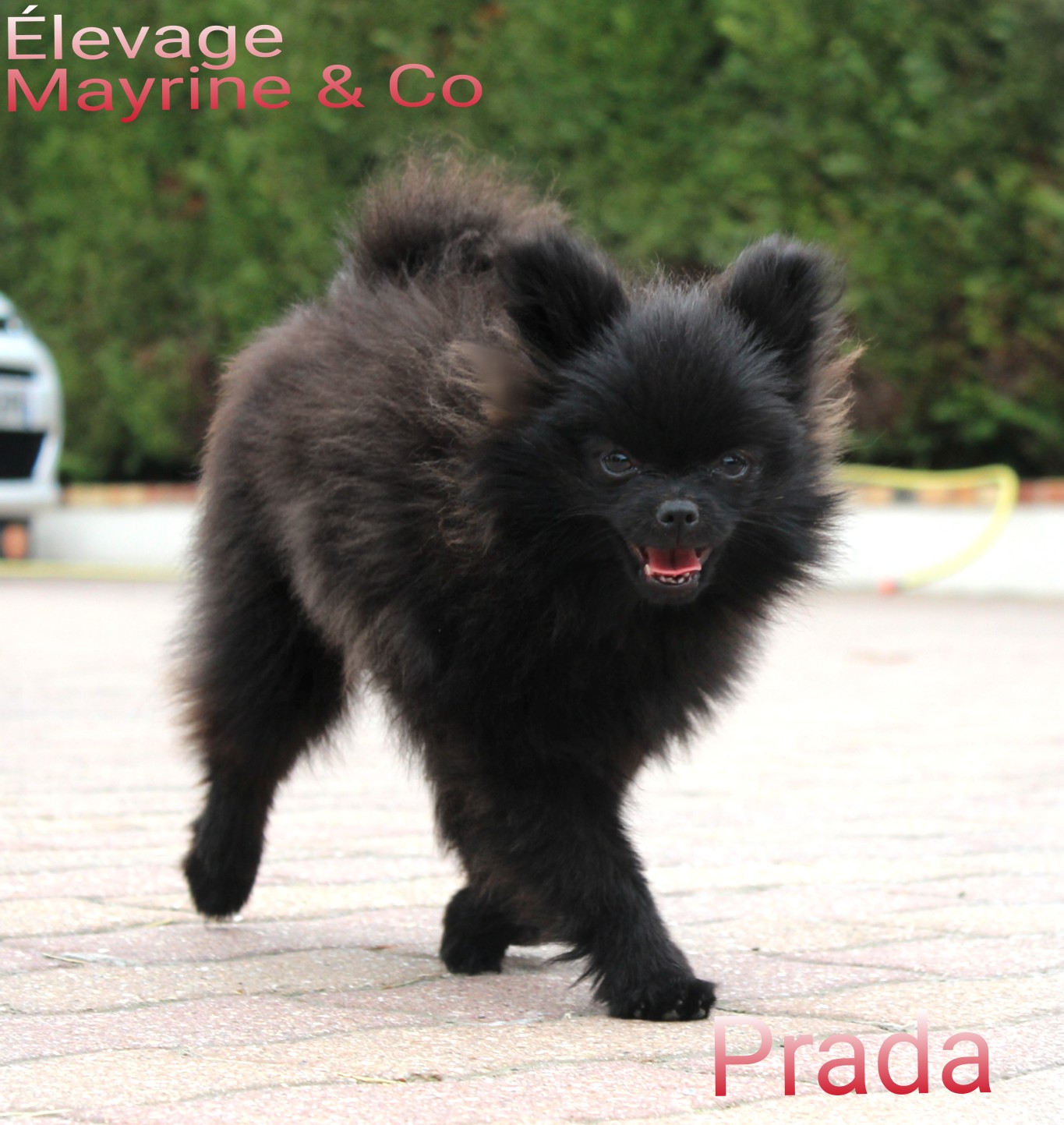 Mayrine And Co Elevage Spitz Nain