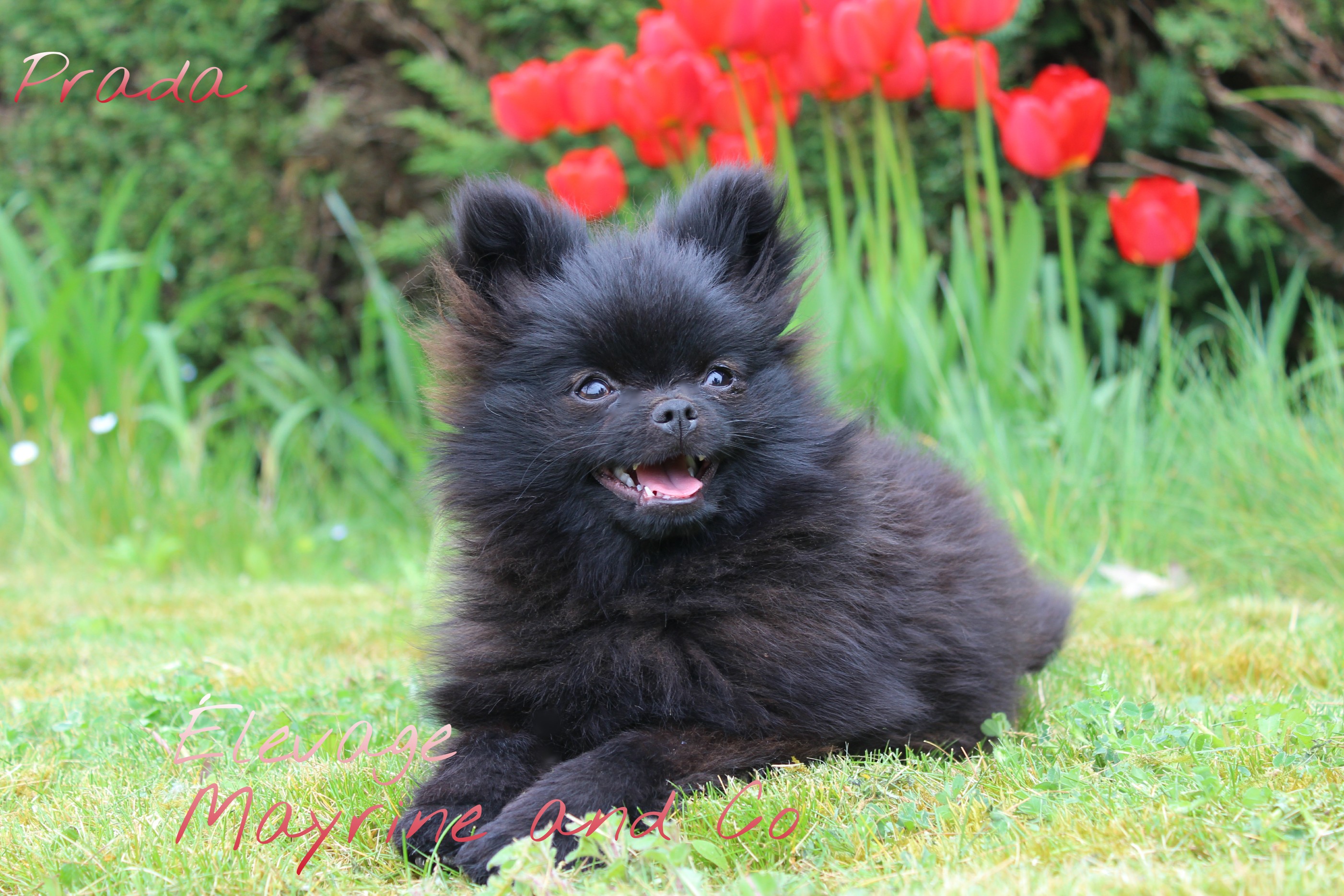 Spitz Nain Chiens Informations Sur Les Races Omlet