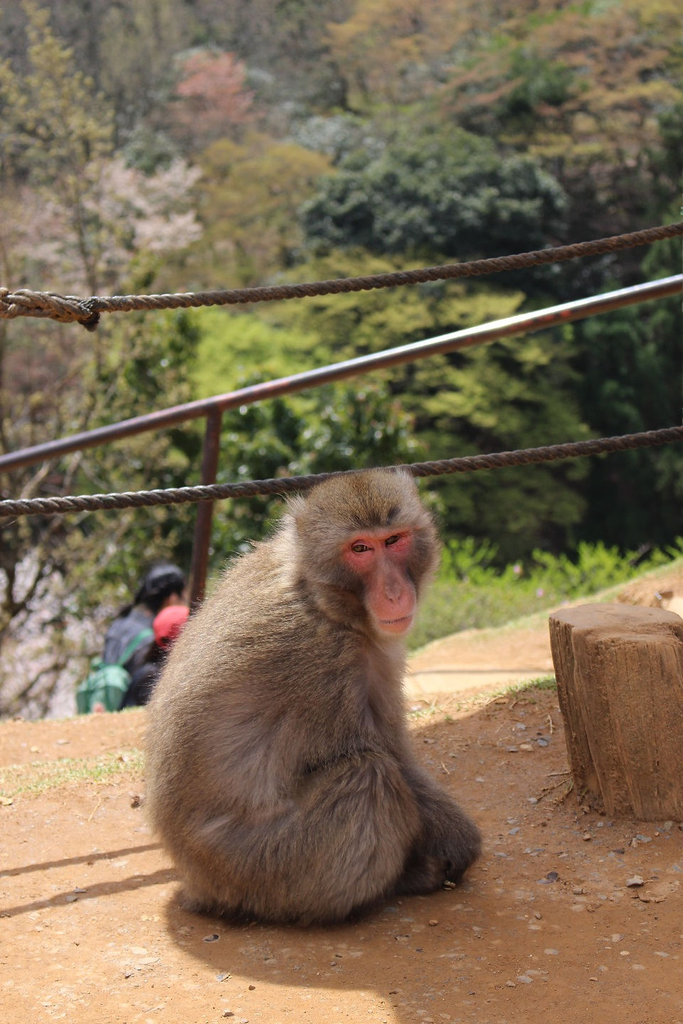 Iwatayama Monkey Park