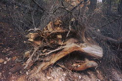 12694502_1262164157133748_2672793034503909603_o