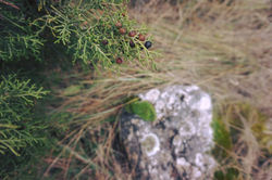 12694620_1262179450465552_417177771528125356_o