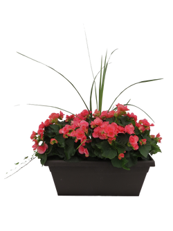 20" New Guinea Window Box