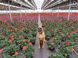 Woodley Greenhouses spring flowers with dog in aisle