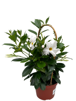 6" Mandevilla White