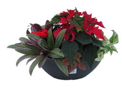 15" Oval Planter Poinsettia