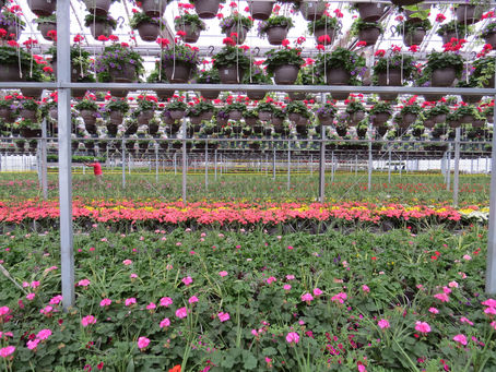 Woodley greenhouses 2022