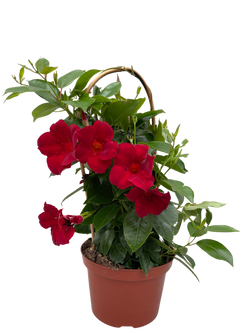 6"Mandevilla Red