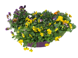 16" Pansy Oval Planters
