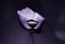 "Fragments of a Queen's Face"