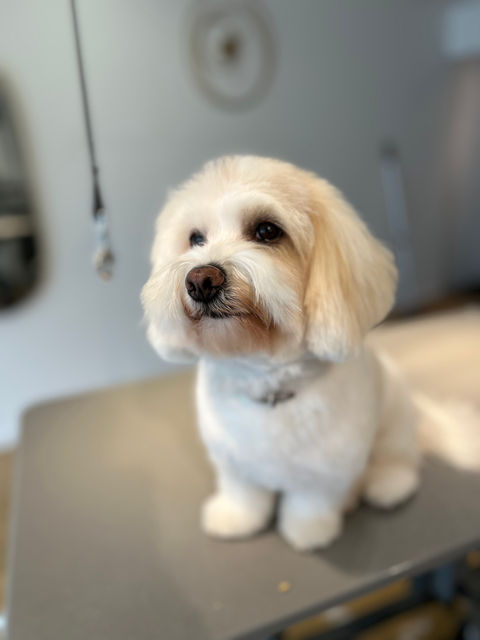 IMG_0054 - copie.jpg