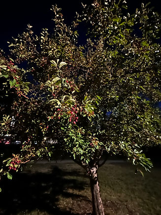 IMG_4506.jpeg