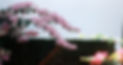 F1010002_edited.jpg