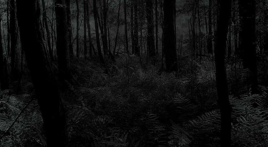 a-dark-forest.jpg