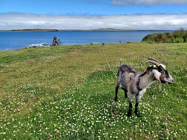 Wild Goat