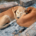 Canis familiaris? Maybe Less Than You Think