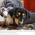What first-time puppy owners should know, according to dog experts