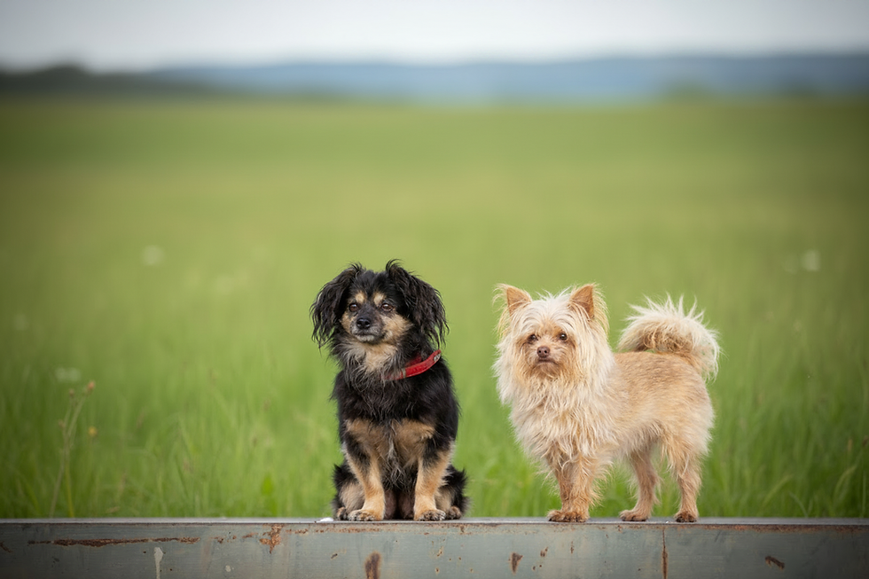 zwei Hunde warten