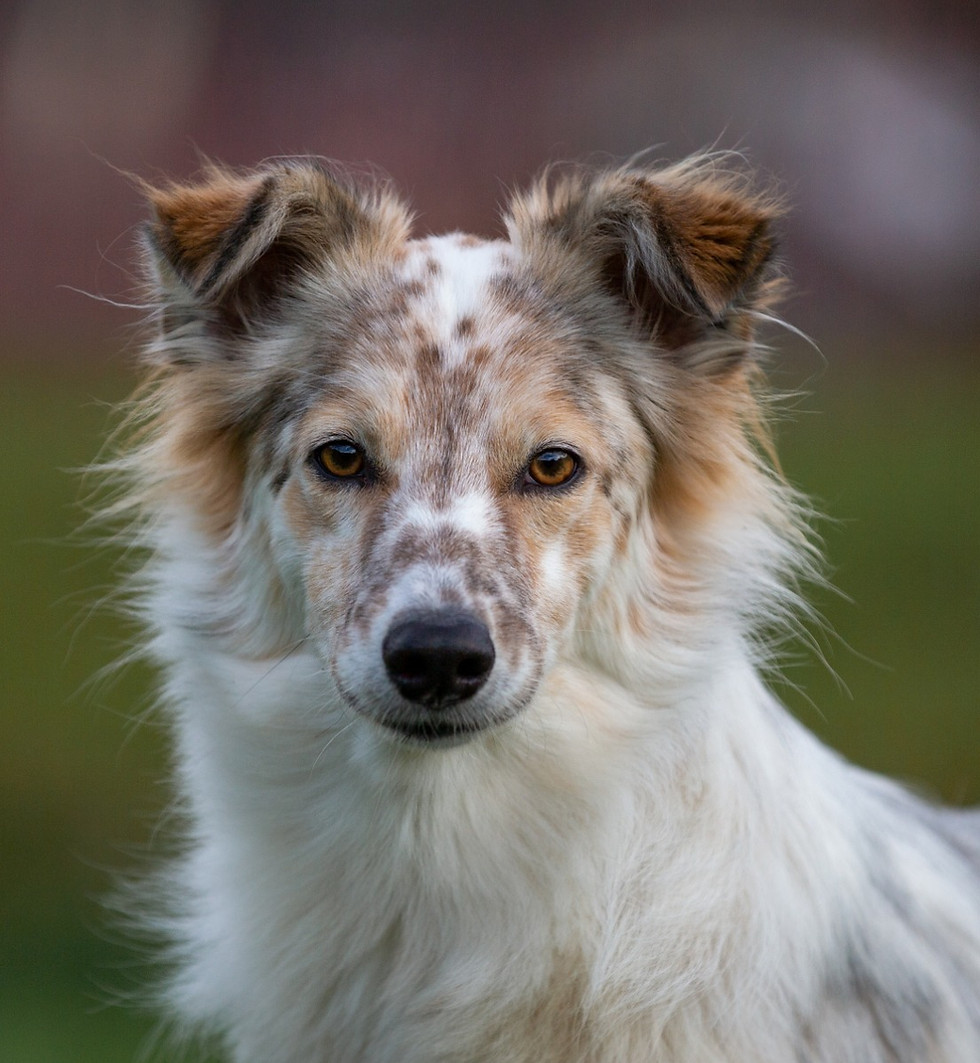Nahaufnahme Hund Naru